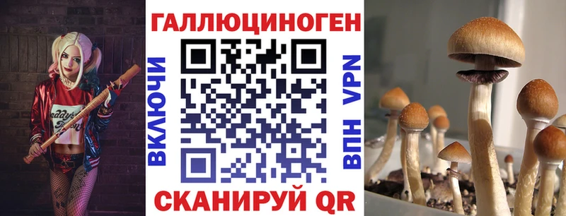Псилоцибиновые грибы Psilocybine cubensis  Талица 